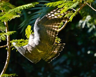 birdlife
