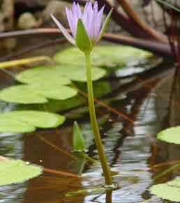 water lillie
