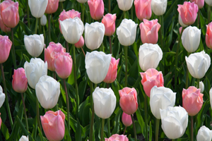 tulips