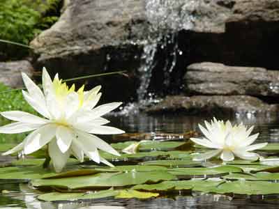 water lillies